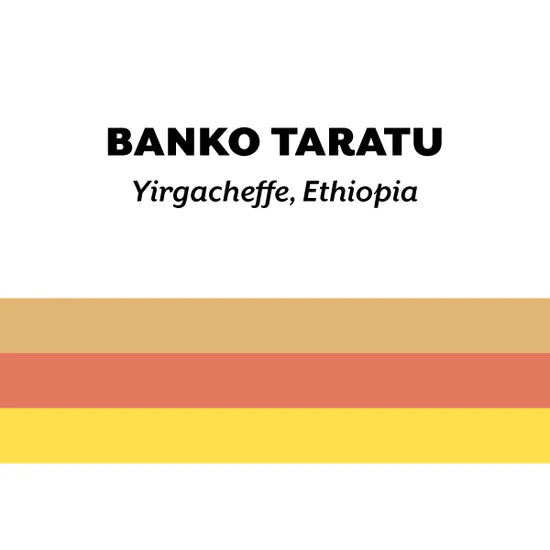 H&S Coffee- Banko Taratu 2025- Landrace- Fermented Washed- Ethiopia 250g