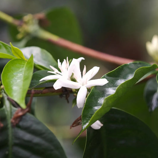 Hydrangea -"Ritacuba Blanco Peak" Potosi, Cafe Granja La Esperanza -Sidra - Washed- Colombia 4oz