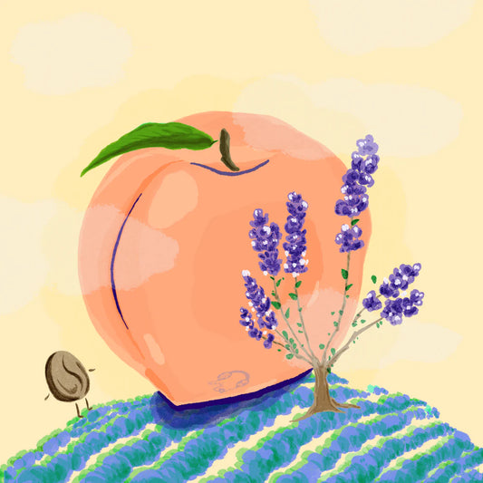 Hydrangea - Santa Monica - Castillo - Peach Co-Ferment- Colombia 8oz